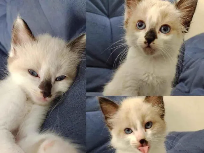 Gato ra a Desconhecida idade Abaixo de 2 meses nome Sem Nome