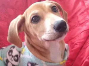 Cachorro raça SRD idade 2 a 6 meses nome Max 