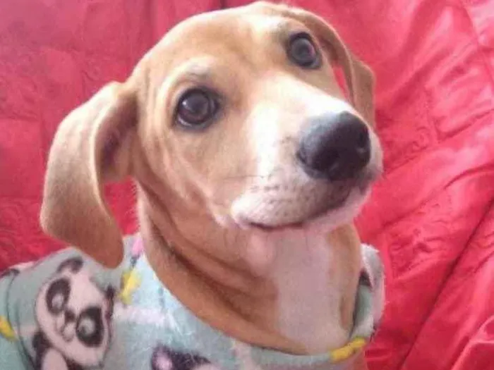 Cachorro ra a SRD idade 2 a 6 meses nome Max 