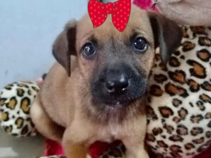 Cachorro ra a SRD idade 2 a 6 meses nome Samanta 