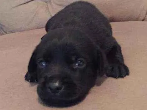 Cachorro ra a RND idade Abaixo de 2 meses nome Sem nome