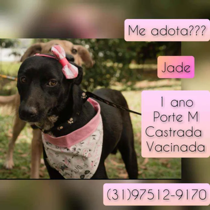 Cachorro raça SRD idade 1 ano nome Jade