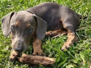 Cachorro raça DASHUND idade 2 a 6 meses nome ZORG