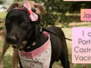 Cachorro raça SRD idade 1 ano nome Jade