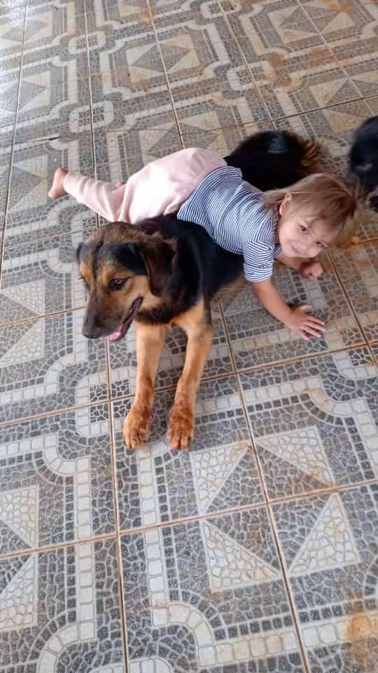 Cachorro ra a misto idade 7 a 11 meses nome Tufao