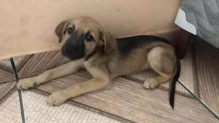 Cachorro ra a Vira lata idade Abaixo de 2 meses nome Paçoca