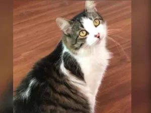 Gato raça SRD idade 1 ano nome ALICE