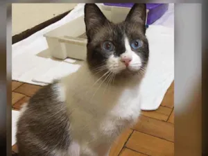 Gato raça SRD idade 1 ano nome FRANCISCO 