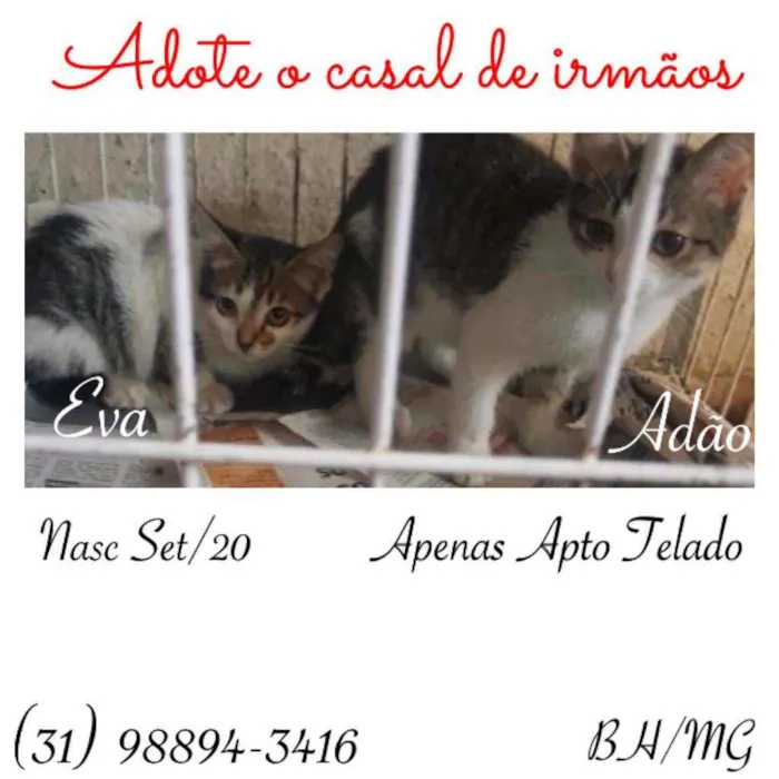 Gato raça SRD idade 2 a 6 meses nome ADÃO E EVA