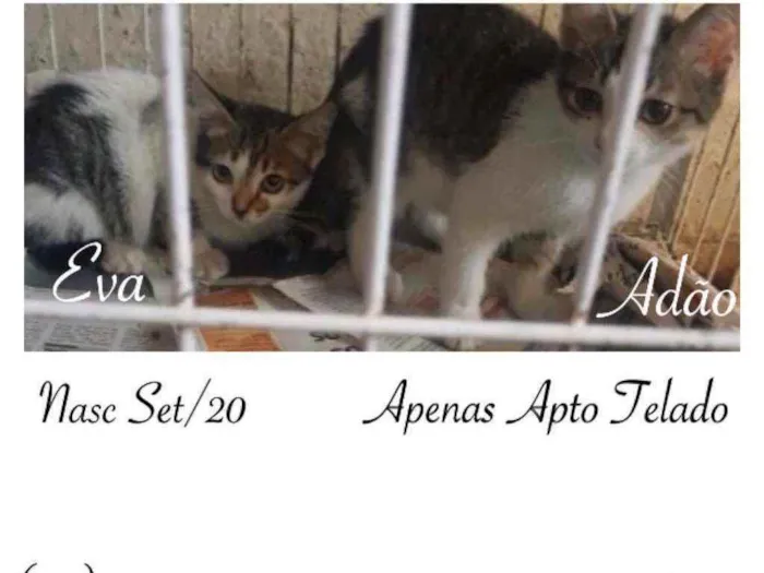 Gato raça SRD idade 2 a 6 meses nome ADÃO E EVA