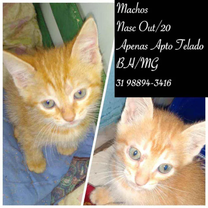 Gato raça SRD idade 2 a 6 meses nome SEM NOMES