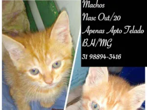 Gato raça SRD idade 2 a 6 meses nome SEM NOMES