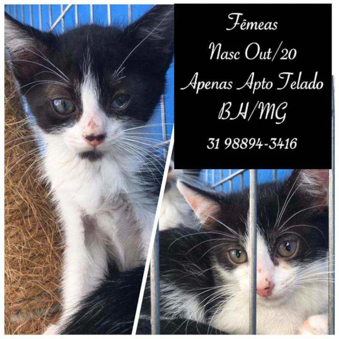 Gato raça SRD idade 2 a 6 meses nome SEM NOMES