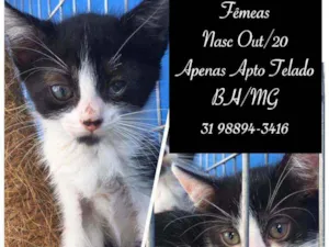 Gato raça SRD idade 2 a 6 meses nome SEM NOMES