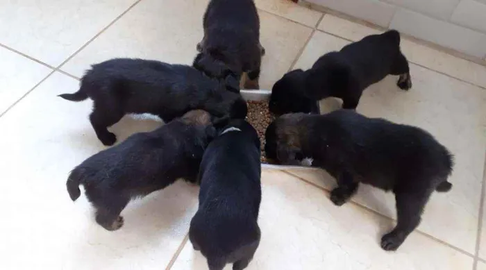 Cachorro ra a Vira lata  idade 2 a 6 meses nome Caculos 