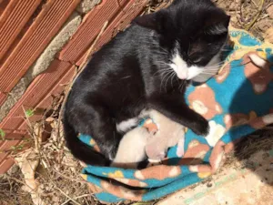Gato raça Não identificada  idade  nome Não tem nome 