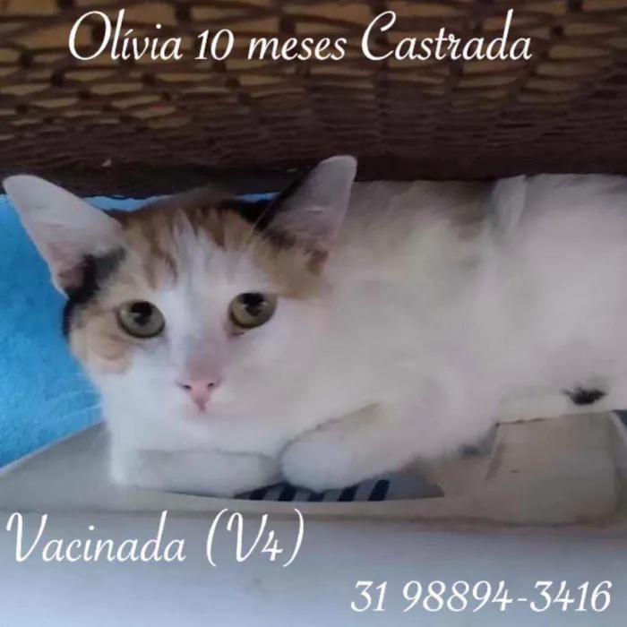 Gato raça SRD idade 1 ano nome OLIVIA