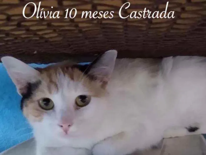 Gato raça SRD idade 1 ano nome OLIVIA