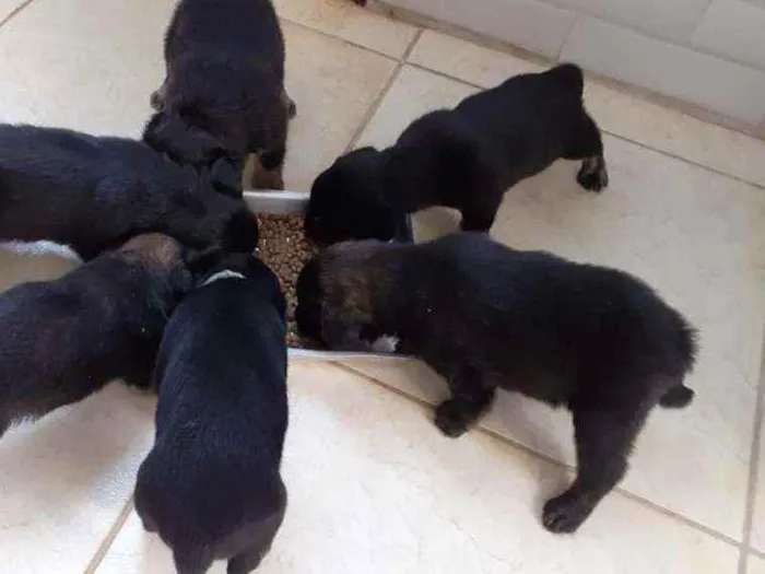 Cachorro ra a Vira lata  idade 2 a 6 meses nome Caculos 