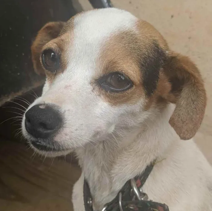 Cachorro raça Pincher idade 2 anos nome Marlon, Duck, Castro