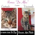 ROMEU DE ALFEU