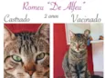 ROMEU DE ALFEU