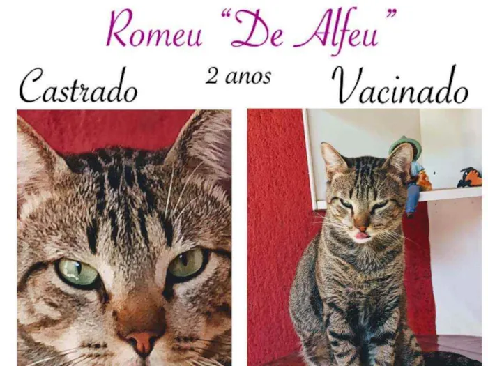 Gato raça SRD idade 2 anos nome ROMEU DE ALFEU