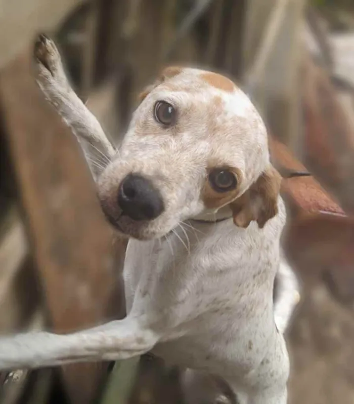 Cachorro raça Pincher idade 2 anos nome Marlon, Duck, Castro
