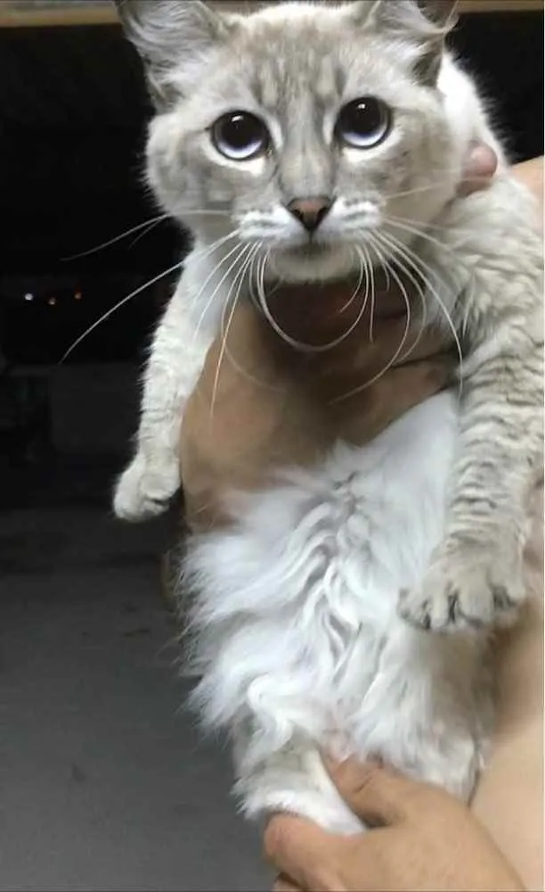 Gato ra a Não sei  idade 2 anos nome Safira, Floquinho