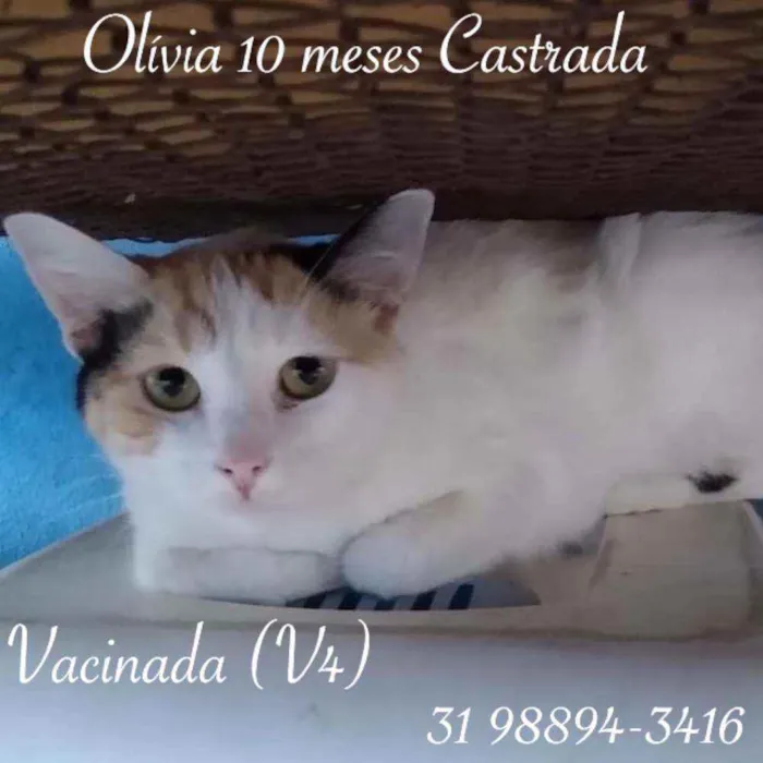 Gato raça SRD idade 1 ano nome OLIVIA