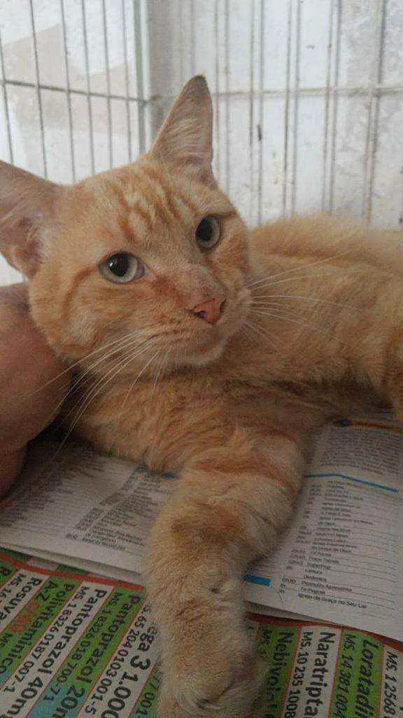 Gato raça SRD idade 1 ano nome ABEL