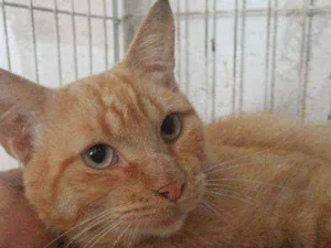 Gato raça SRD idade 1 ano nome ABEL
