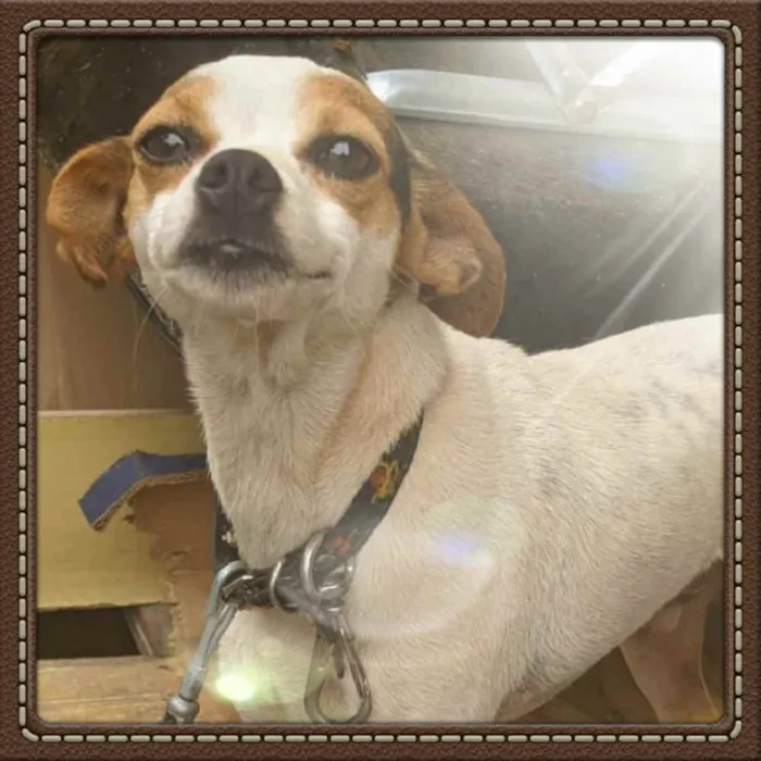 Cachorro raça Pincher idade 2 anos nome Marlon, Duck, Castro
