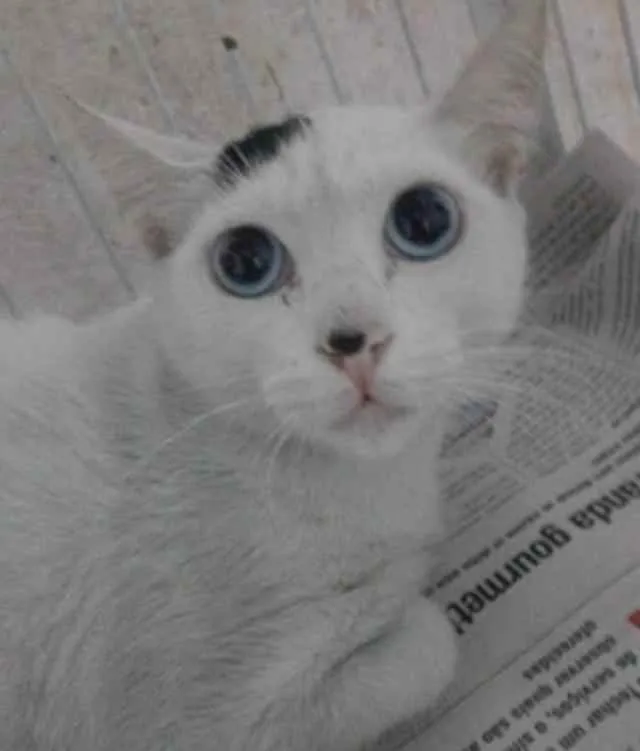 Gato raça SRD idade 7 a 11 meses nome GIGI