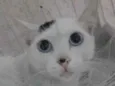 GIGI