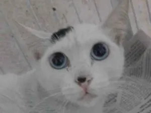 Gato raça SRD idade 7 a 11 meses nome GIGI