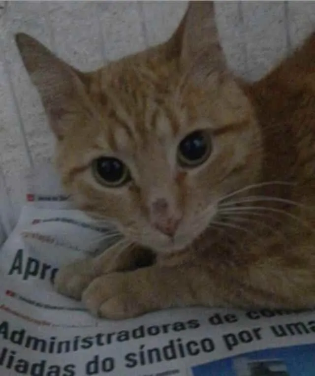 Gato raça SRD idade 1 ano nome GARFILED
