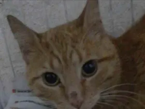 Gato raça SRD idade 1 ano nome GARFILED