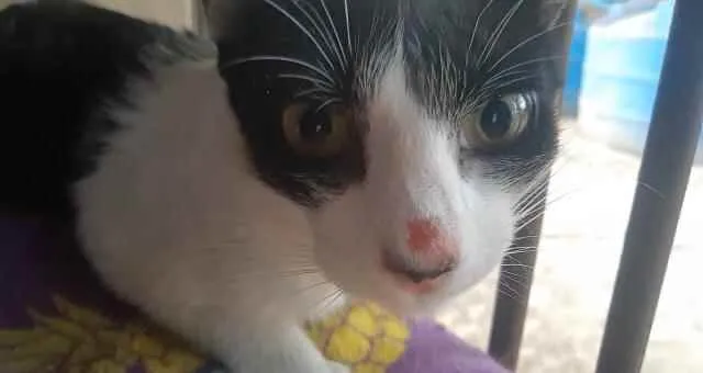 Gato raça SRD idade 7 a 11 meses nome NINA
