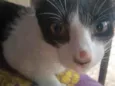NINA