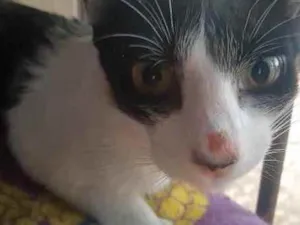 Gato raça SRD idade 7 a 11 meses nome NINA