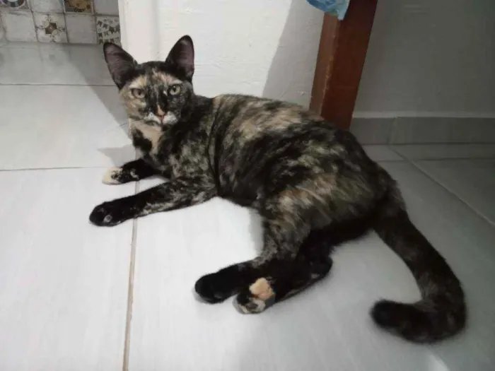 Gato ra a Sem raça definida idade 2 anos nome Mia