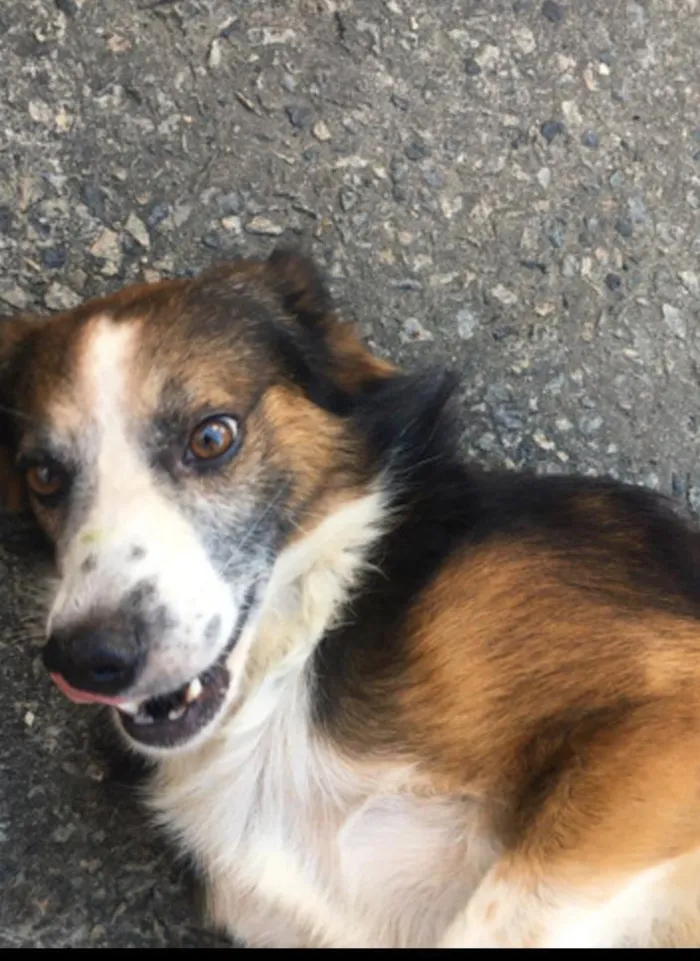 Cachorro raça misturado idade 5 anos nome toby