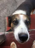 toby