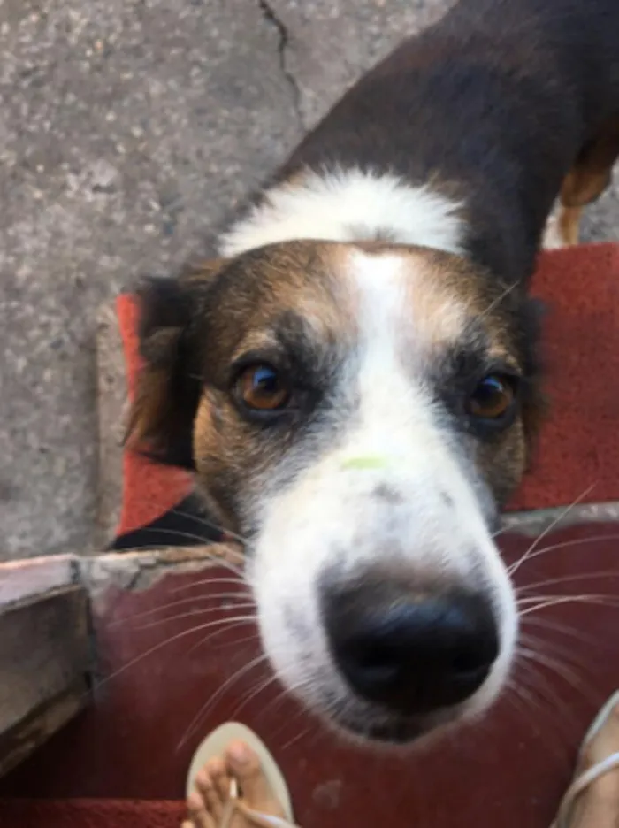 Cachorro raça misturado idade 5 anos nome toby