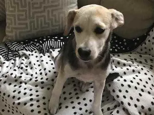 Cachorro ra a SRD idade 2 a 6 meses nome Lilica
