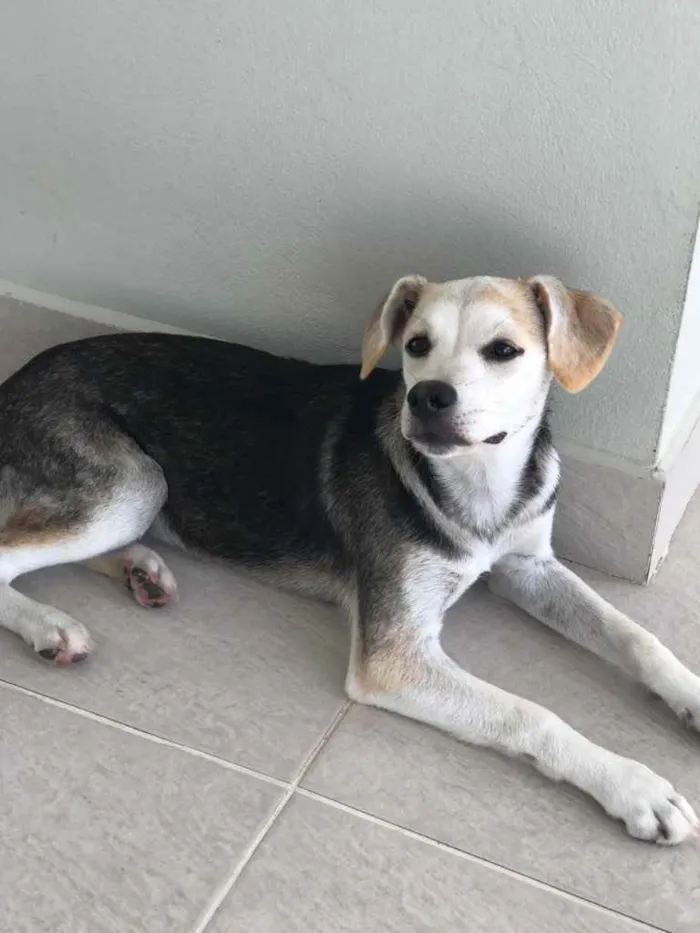 Cachorro ra a SRD idade 2 a 6 meses nome Lilica