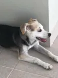 Lilica