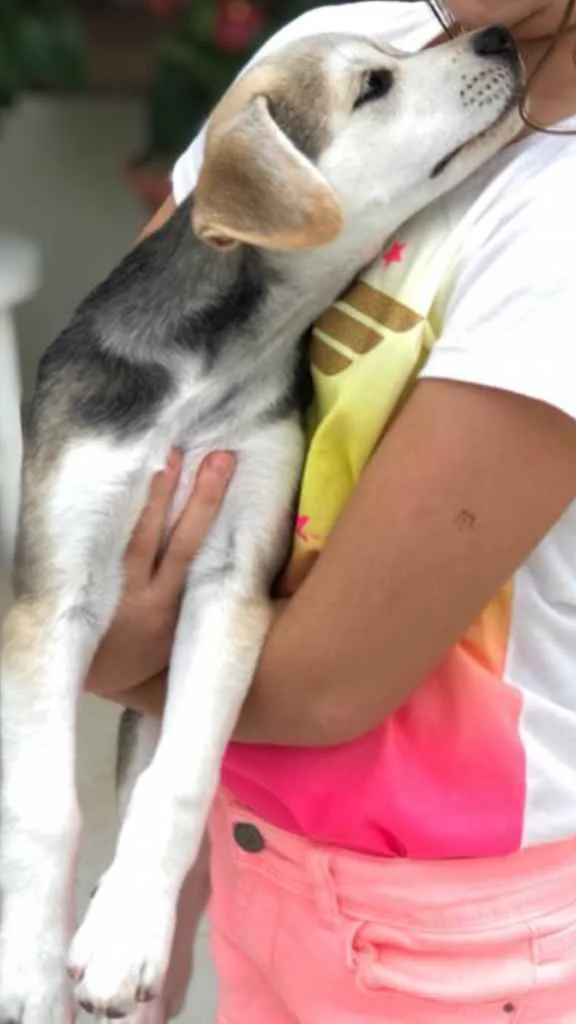 Cachorro ra a SRD idade 2 a 6 meses nome Lilica