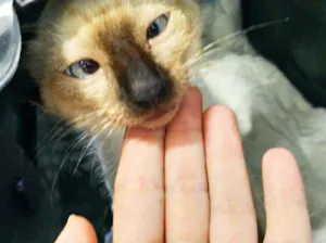 Gato raça Srd idade 2 a 6 meses nome Filhote